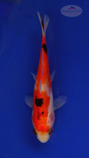 Fish 176 3-4 inches [PW-T8-176]