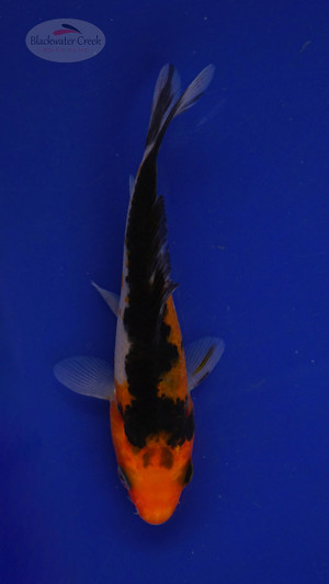 Fish 183 3-4 inches [PW-T8-183]