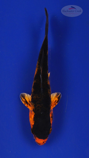 Fish 185 3-4 inches [PW-T8-185]