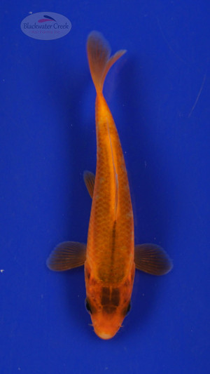 Fish 192 3-4 inches [PW-T8-192]