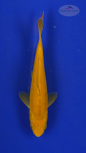 Fish 195 3-4 inches [PW-T8-195]