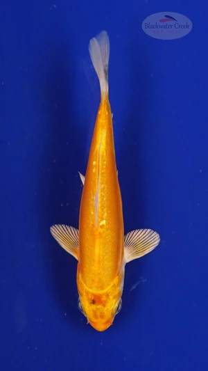 Fish 198 3-4 inches [PW-T8-198]