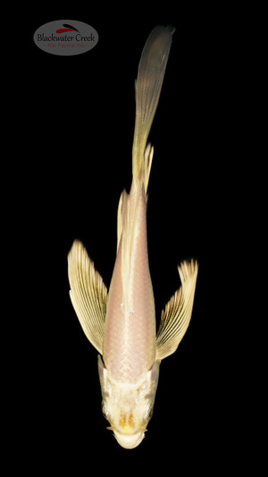 Platinum Butterfly 5-6 inches [E26-T99-2]