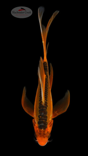 Shusui Butterfly 6-7 inches [E26-T99-6]