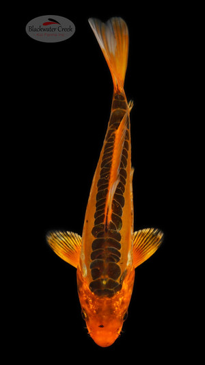 Shusui 6-7 inches [E26-T99-8]