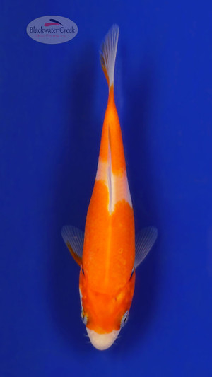 Kohaku 5-6 inches [E26-T99-11]
