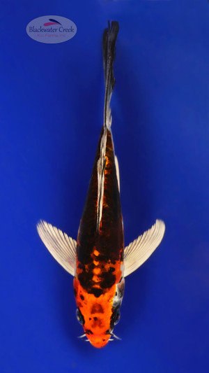 Kujaku Butterfly 5-6 inches [E26-T108-1]