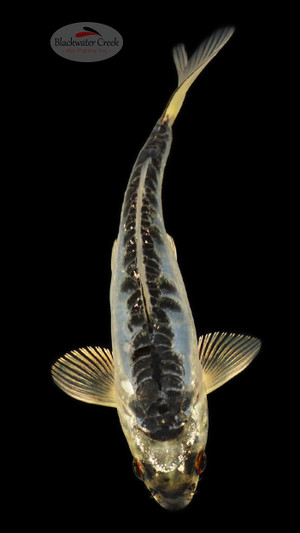 Kikokuryu 4-5 inches [E26-T108-10]