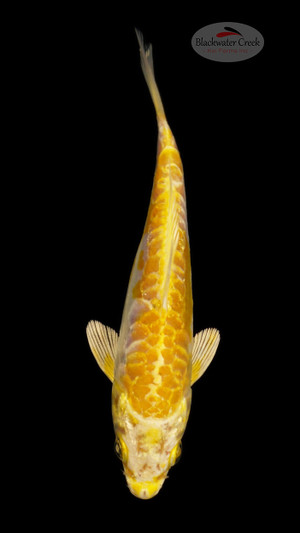 Hariwake 5-6 inches [E26-T110-2]