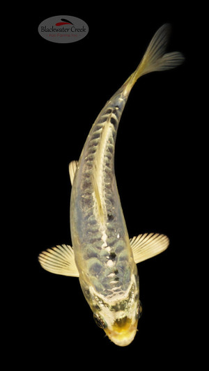 Kikokuryu 5-6 inches [E26-T110-4]