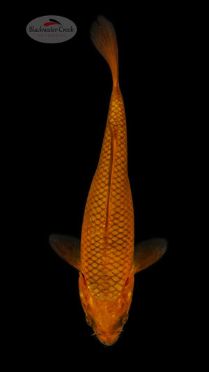 Chagoi 5-6 inches [E26-T110-5]