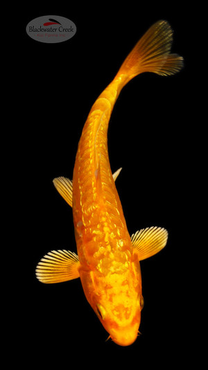 Doitsu Gin Rin Orenji 4-5 inches [E26-T110-9]