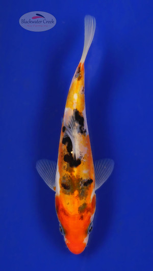 Doitsu Sanke 4-5 inches [E26-T110-10]