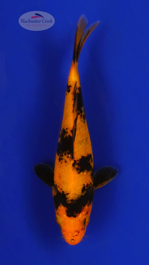 Hi Utsuri 4-5 inches [E26-T110-11]