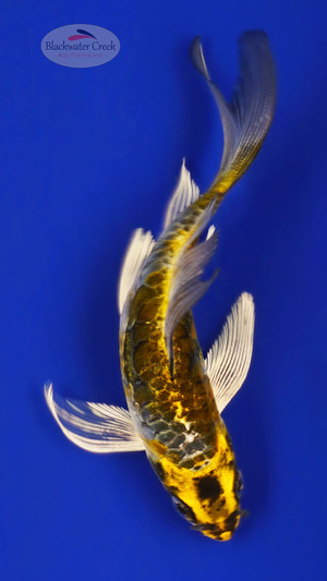 Kikokuryu 4-5 inches [E26-T114-5]