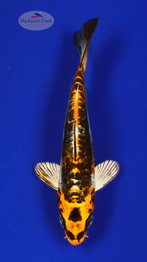 Kikokuryu 4-5 inches [E26-T121-6]