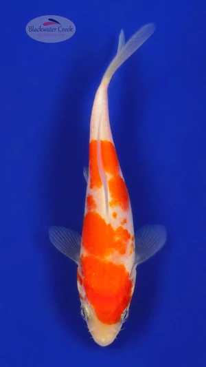 Kohaku 4-5 inches [E26-T121-8]