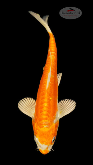 Doitsu Hariwake 6-7 inches[E26-T124-2]