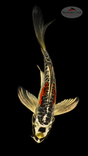 Beni Kikokuryu 5-6 inches [E26-T124-4]