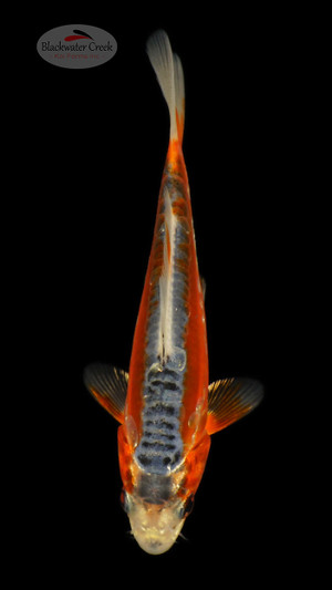 Shusui 4-5 inches [E26-T124-8]