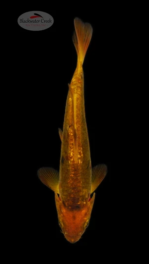 Doitsu Chagoi 6-7 inches [E26-T127-2]