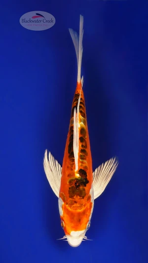 Heisei Nishiki 6-7 inches [E26-T131-8]