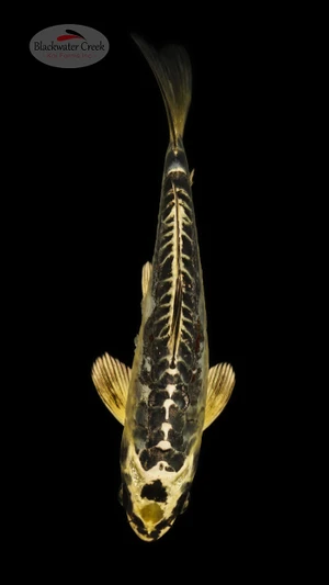 Kikokuryu 6-7 inches [E26-T133-3]