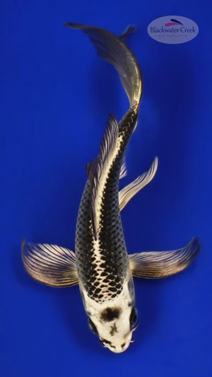 Matsuba Butterfly 4-5 inches [E26-T133-9]