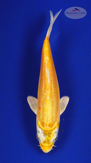 Fish 203 3-4 inches [PW-T9-203]