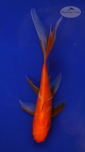 Fish 210 3-4 inches [PW-T9-210]