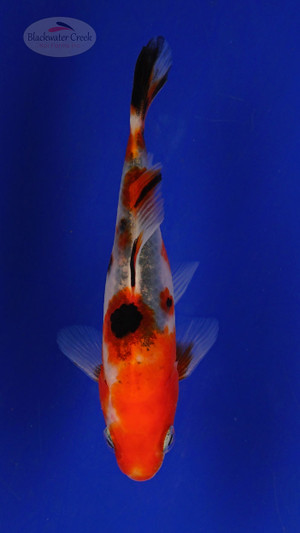 Fish 211 3-4 inches [PW-T9-211]