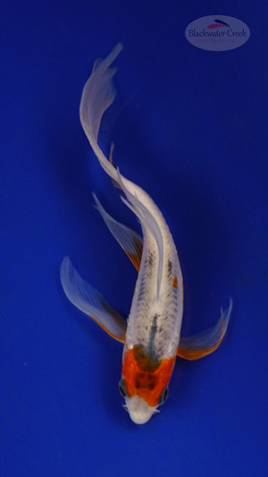 Fish 216 3-4 inches [PW-T10-216]