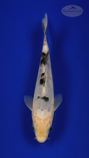 Fish 220 3-4 inches [PW-T10-220]