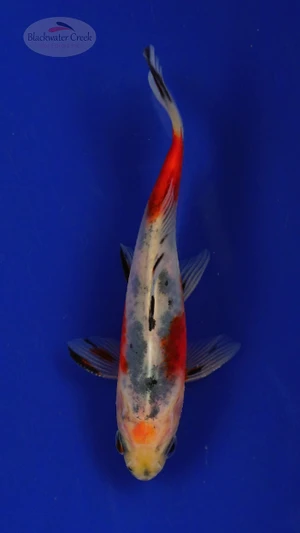 Goldfish 224 3-4 inches [PW-T10-224]