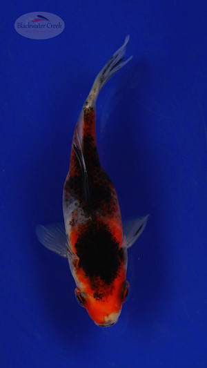 Goldfish 228 3-4 inches [PW-T10-228]