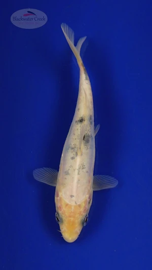 Fish 231 3-4 inches [PW-T10-231]