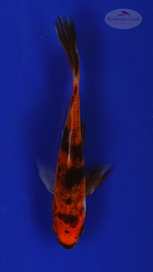 Goldfish 235 3-4 inches [PW-T10-235]