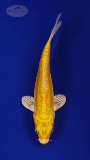 Fish 240 3-4 inches [PW-T10-240]