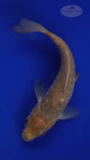 Fish 246 3-4 inches [PW-T10-246]