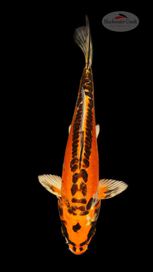 Doitsu Kujaku 8 inches [ED8-42026-5] - Blackwater Creek Koi Farms