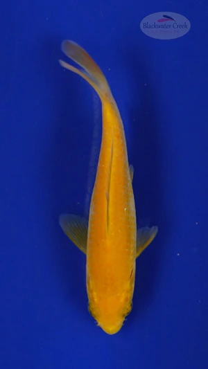 Koi 248 3-4 inches [PW-T11-248]