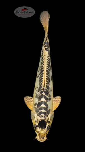 Kikokuryu 10 inches [ED8-42026-8]