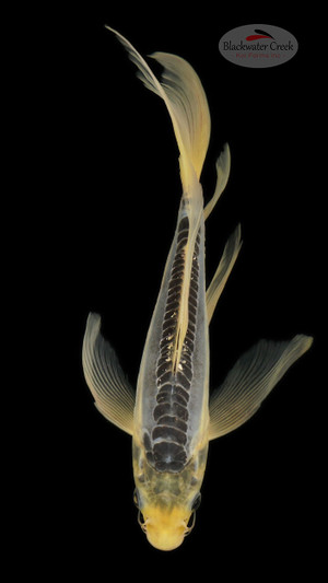 Shusui 7 inches [ED8-42026-9]