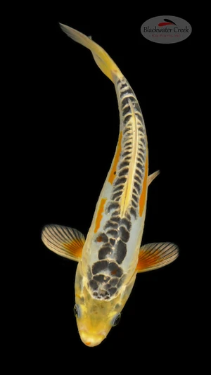 Shusui 8 inches [ED13-42026-2]