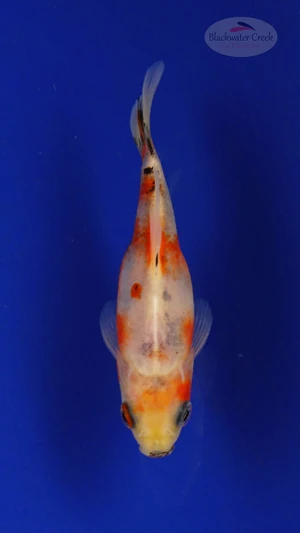 Goldfish 255 3-4 inches [PW-T11-255]
