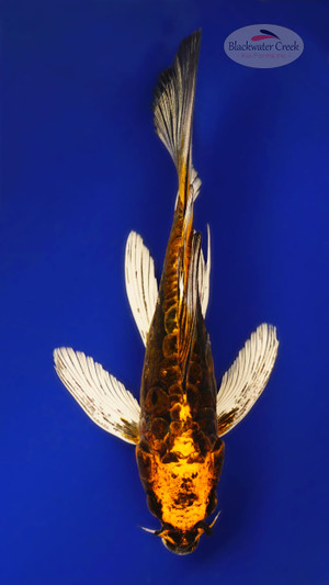 Kikokuryu 6 inches [ED14-42026-2]