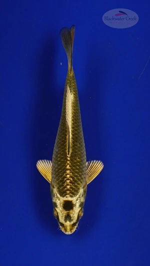 Fish 261 3-4 inches [PW-T11-261]