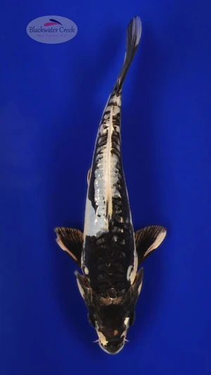 Kumonryu 9 inches [ED16-42026-7]