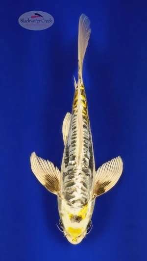 Kin Kikokuryu 10 inches [ED17-42026-3]