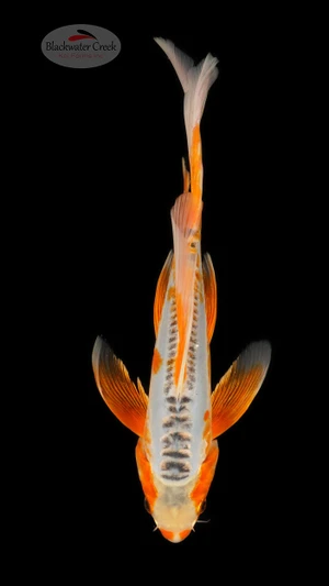 Shusui 9 inches [ED17-42026-6]